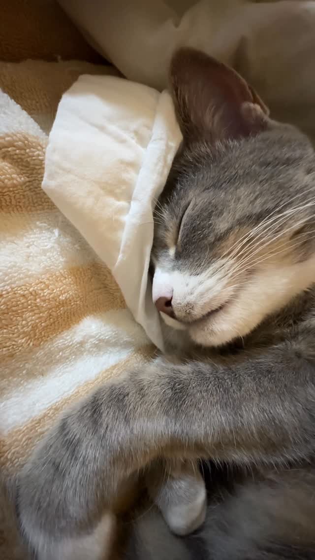 bb_meonji 게시물 이미지: 먼지삐약이 조굼 삐졋따🐥