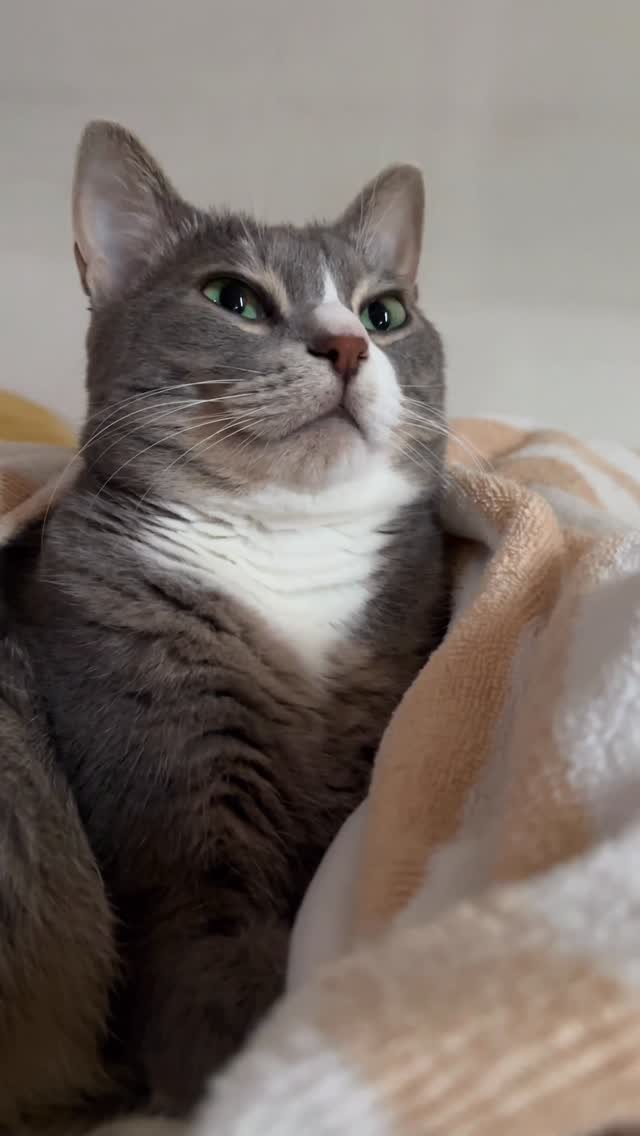 bb_meonji 게시물 이미지: 아 죠멍즤 혓바닥 몬데 징챠,,😛 미쳔네,,🩷