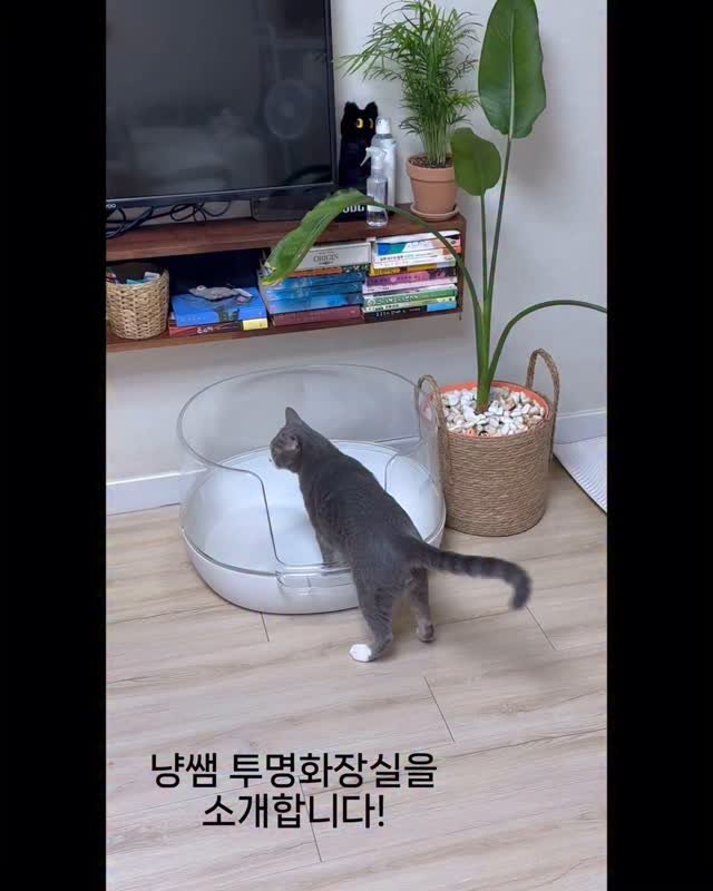 bb_meonji 게시물 이미지: #제품제공🎁
🐥냥쌤의 투명화장실을 소개드립니다🐥
고양이들은 배변을 할때 가장...