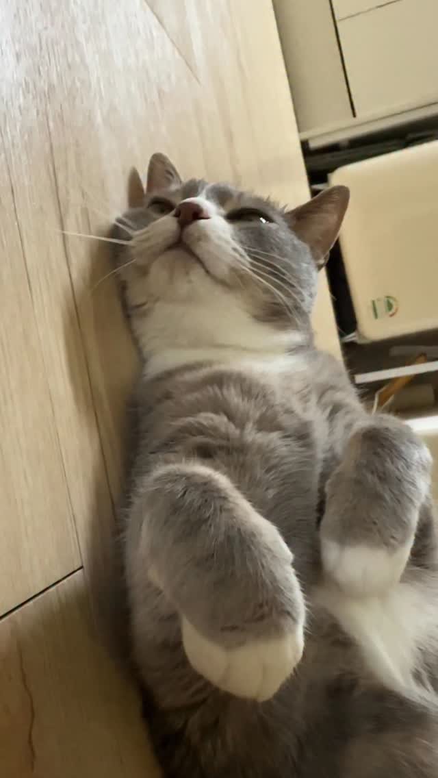 bb_meonji 게시물 이미지: 아씌 귀여어!!!!!!!!!!!!