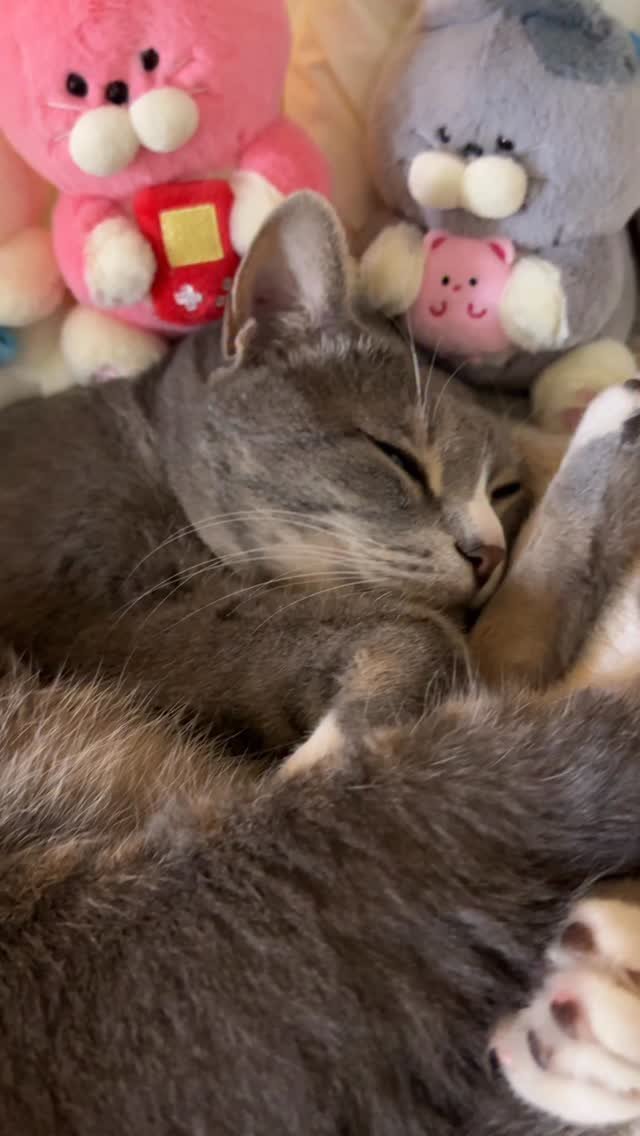 bb_meonji 게시물 이미지: 오늘따라 말 많네 아즈씨💖