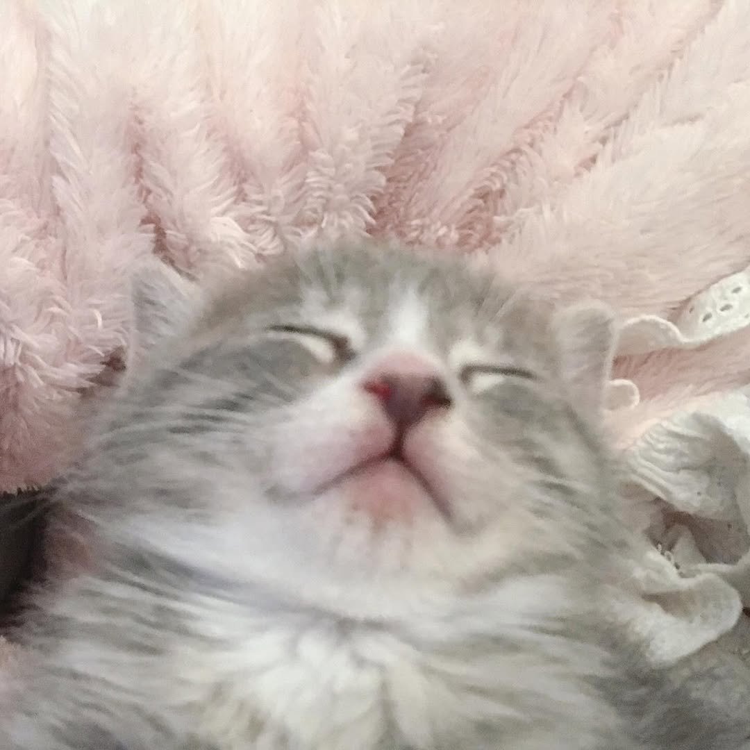 Photo by 이불왕자 조먼지 on August 02, 2025. May be an image of sleeping, ragdoll cat, kitten and text.