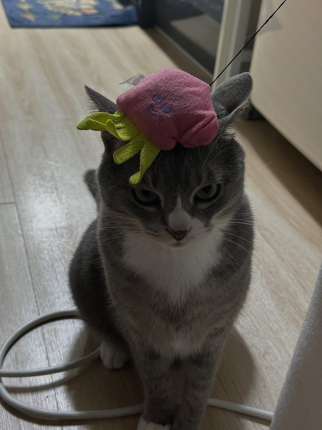 Photo by 이불왕자 조먼지 on September 22, 2025. May be an image of Abyssinian cat, kitten, tortoiseshell cat and text.