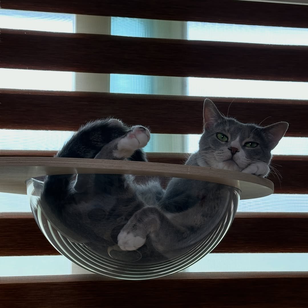bb_meonji 게시물 이미지: 오늘따라 톰같네 😺
