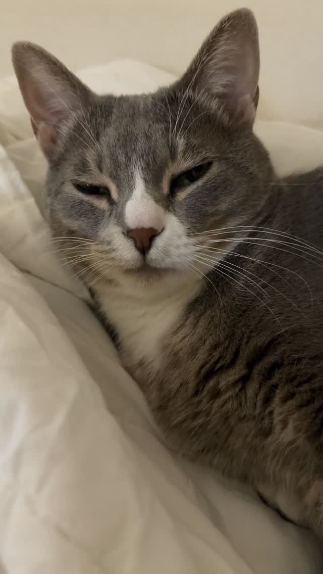 bb_meonji 게시물 이미지: 조먼지랑 5초간 눈마주치면 꾸룽꾸룽거림