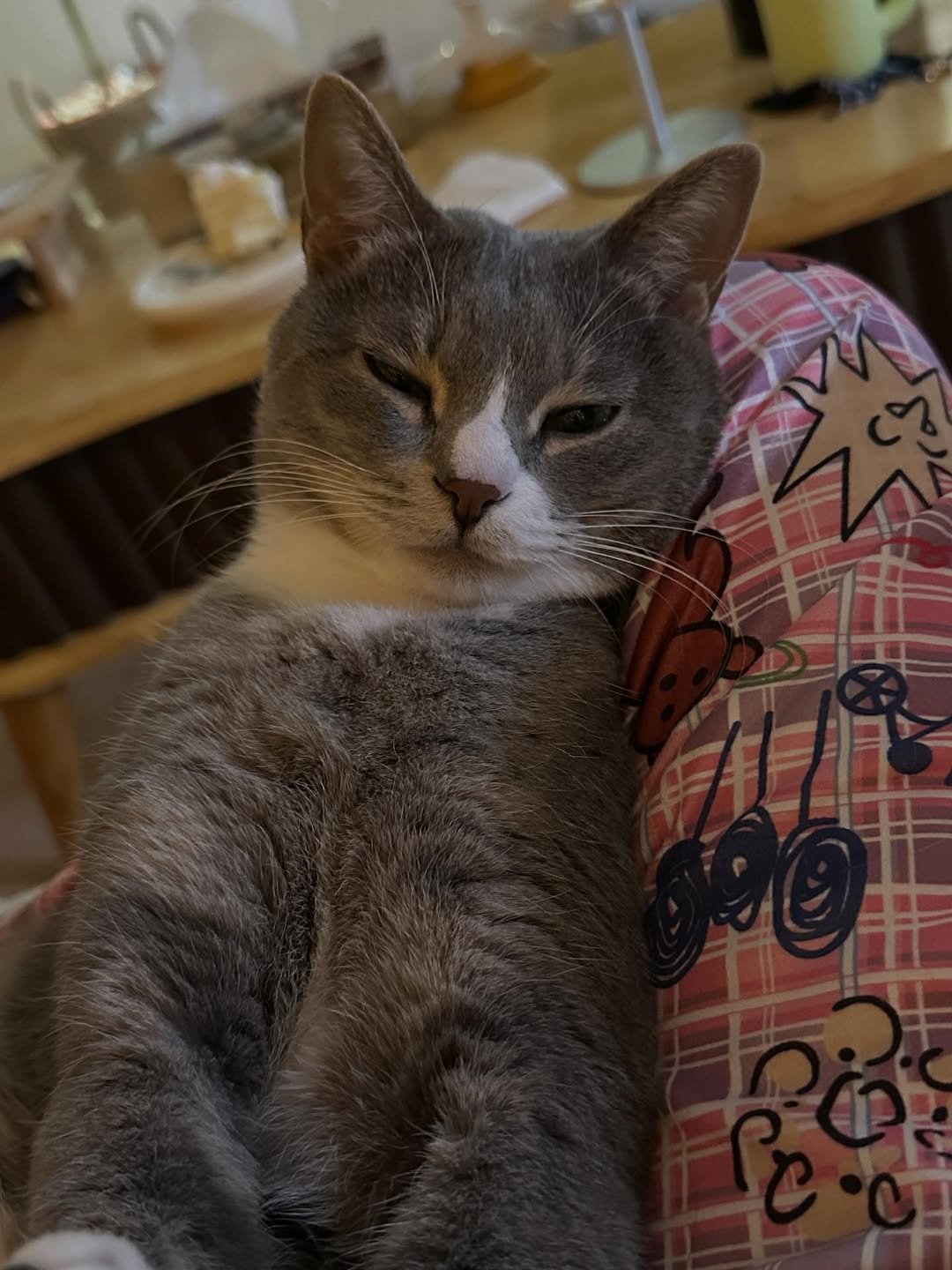 Photo by 이불왕자 조먼지 on December 14, 2025. May be an image of tortoiseshell cat, kitten and text.