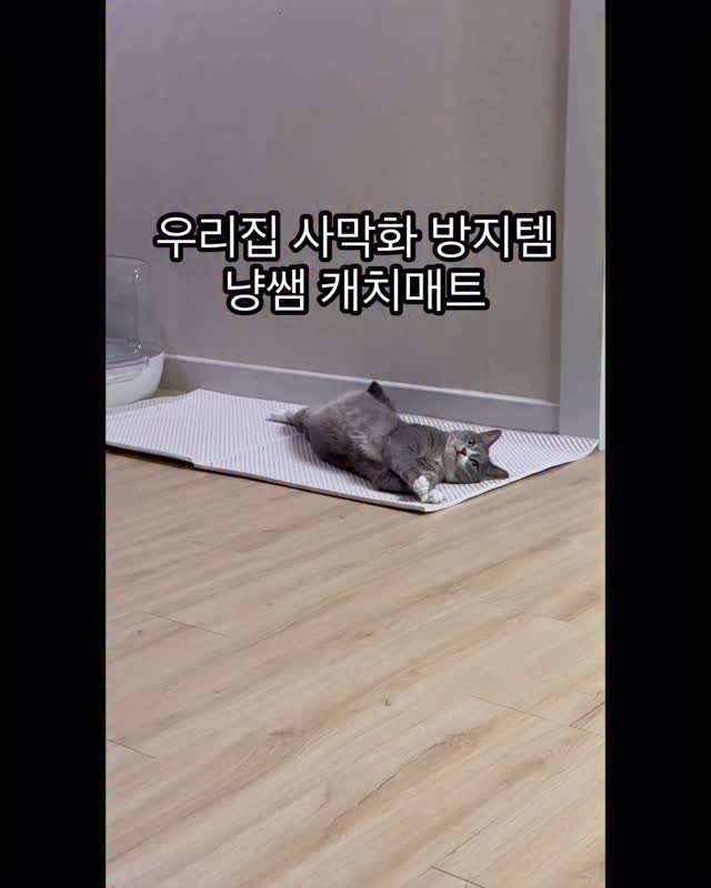 bb_meonji 게시물 이미지: #제품제공🎁
우리집 사막화 방지템 냥쌤 캐치매트!
먼지너굴탱이씨는 특히!!...