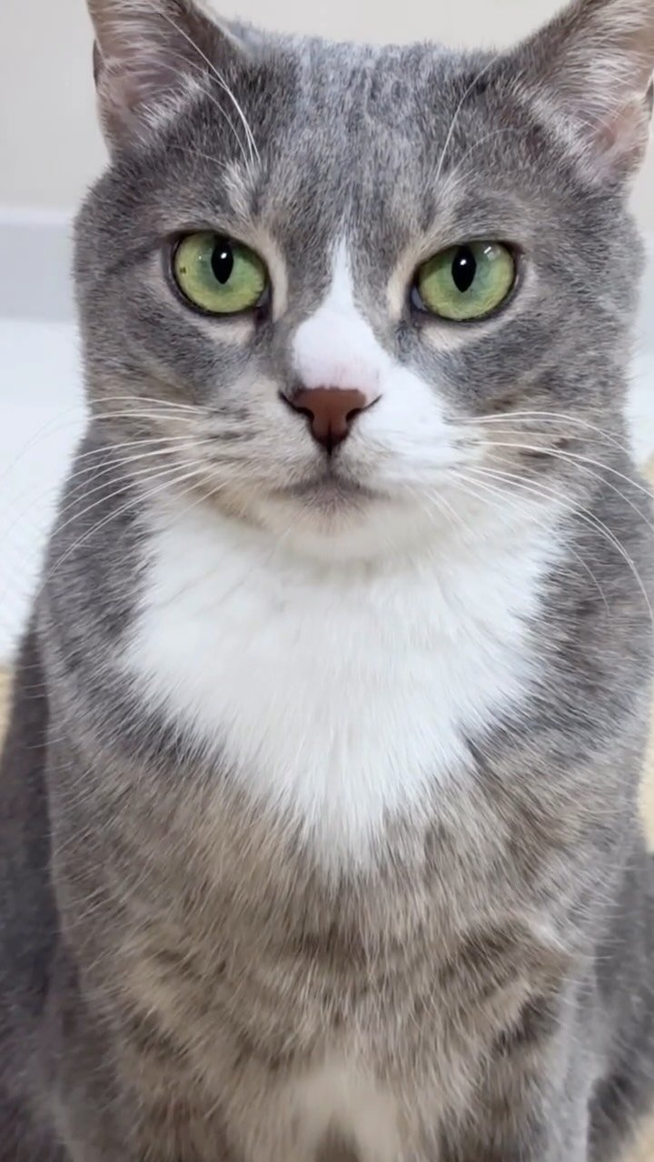 bb_meonji 게시물 이미지: #광고🎁

 먼지가 사용한 모래는
페스룸 더스트프리 벤토나이트...