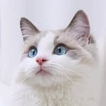 anncherrry 프로필 사진
