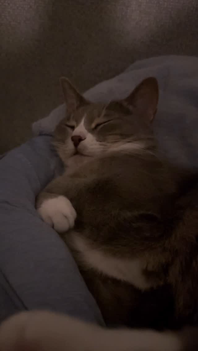 bb_meonji 게시물 이미지: 코코넨네~💤 오늘 하루도 무념무상 조먼지 죠켓다,,