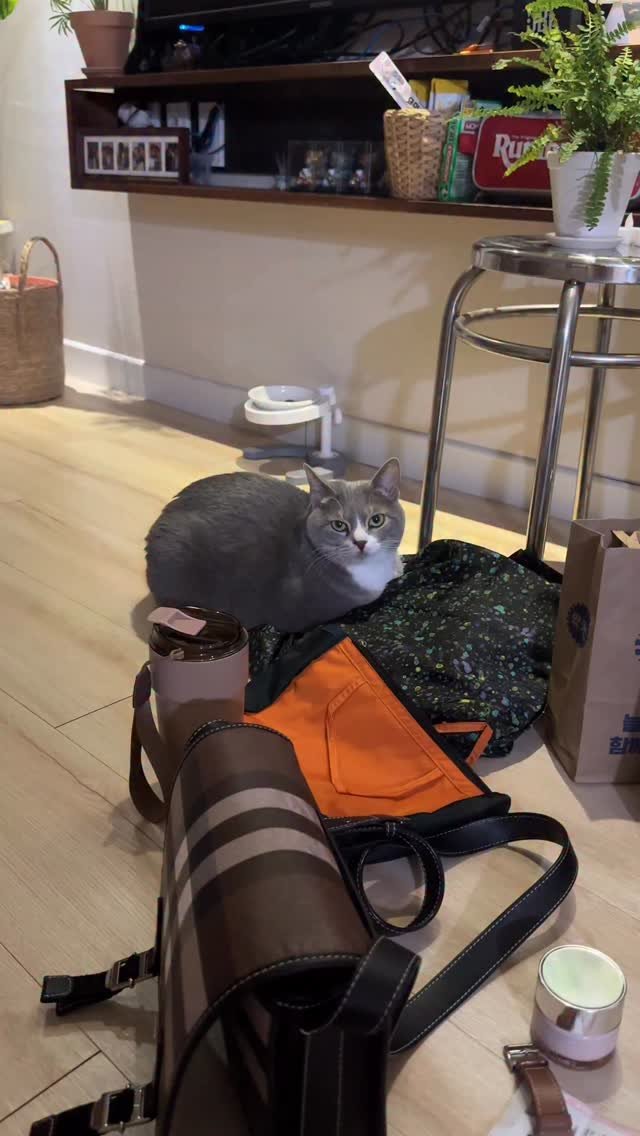 bb_meonji 게시물 이미지: 까칠완쟈님과 6년째 친해지지 못한 이모들,, 조금만 더 노력하면 먼지완쟈님이 승낙...