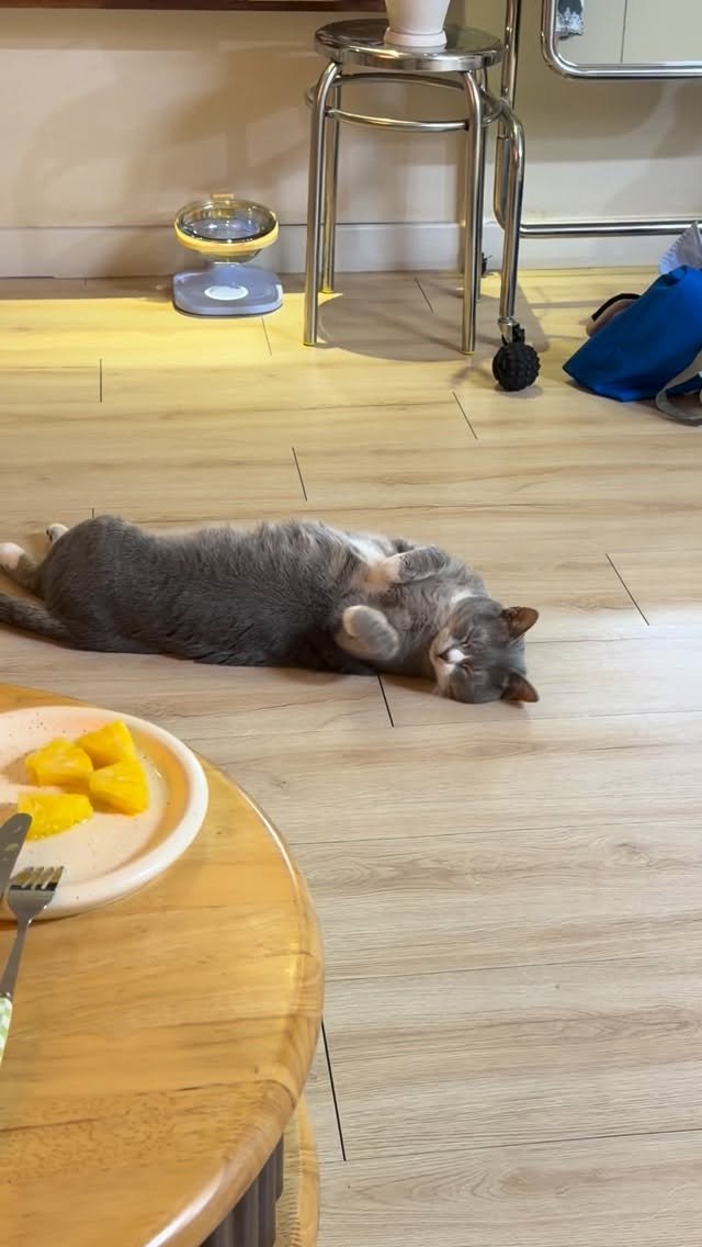 bb_meonji 게시물 이미지: 이모들이랑 한층 가까워진 먼즤탠구리✨
