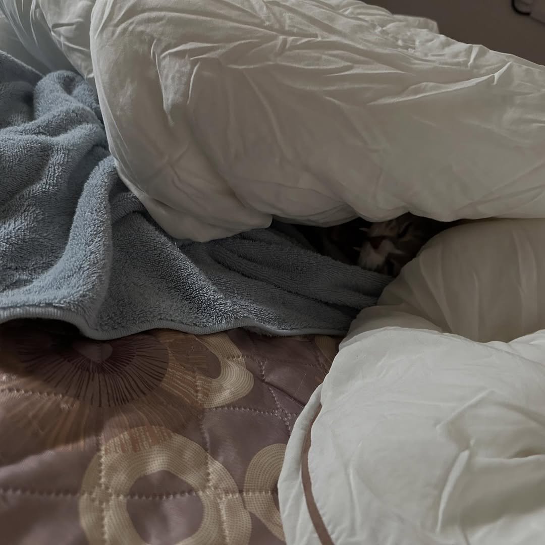 Photo by 이불왕자 조먼지 on January 17, 2026. May be an image of sleeping, beanbag chair, bed, mattress, blanket, bedroom and text.