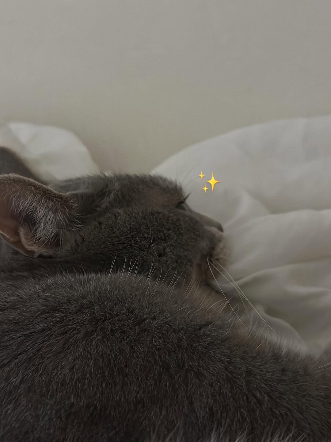 Photo by 이불왕자 조먼지 on August 22, 2025. May be an image of sleeping, kitten, Abyssinian cat, tortoiseshell cat and text.