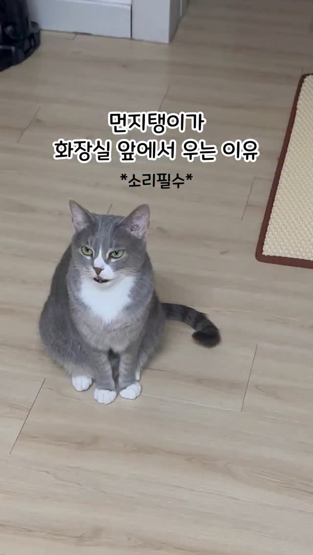 bb_meonji 게시물 이미지: #광고 먼지탱이 화장실 앞에서 앙-!

주말맞이 먼지 화장실...