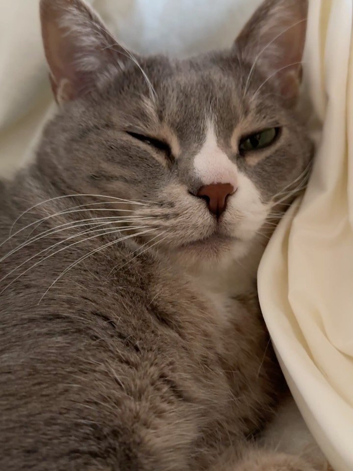 bb_meonji 게시물 이미지: 노곤노곤할때 냥멍 하면 기부니 죠아여🫠