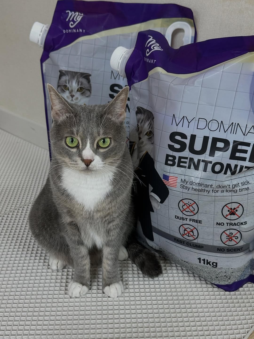 Photo shared by 이불왕자 조먼지 on September 19, 2025 tagging @my_dominant_cats. May be an image of kitten, petfood and text that says 'Mỹ DOMINANT VANT MY MYDOMINA SUPE BENTON Mydomina My Stay Mydominant.don'tget domina ant, don't get sick. healthyfo Mos for a| long time. Du DUST FREE NO TRACKS 11kg'.