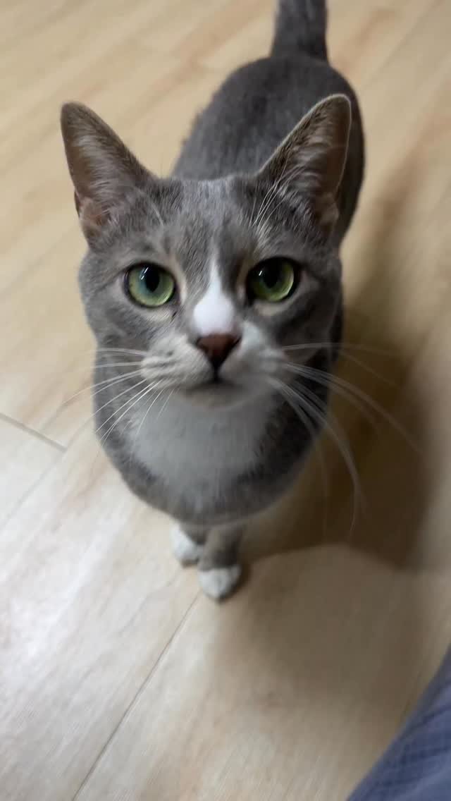 bb_meonji 게시물 이미지: #광고
오늘 먼지가 맛있게 먹은 간식은 페스룸 퓨어스틱이에요!
퓨어스틱은...