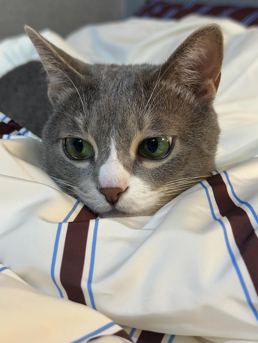 Photo by 이불왕자 조먼지 on September 13, 2025. May be an image of Abyssinian cat, tortoiseshell cat, kitten and text.