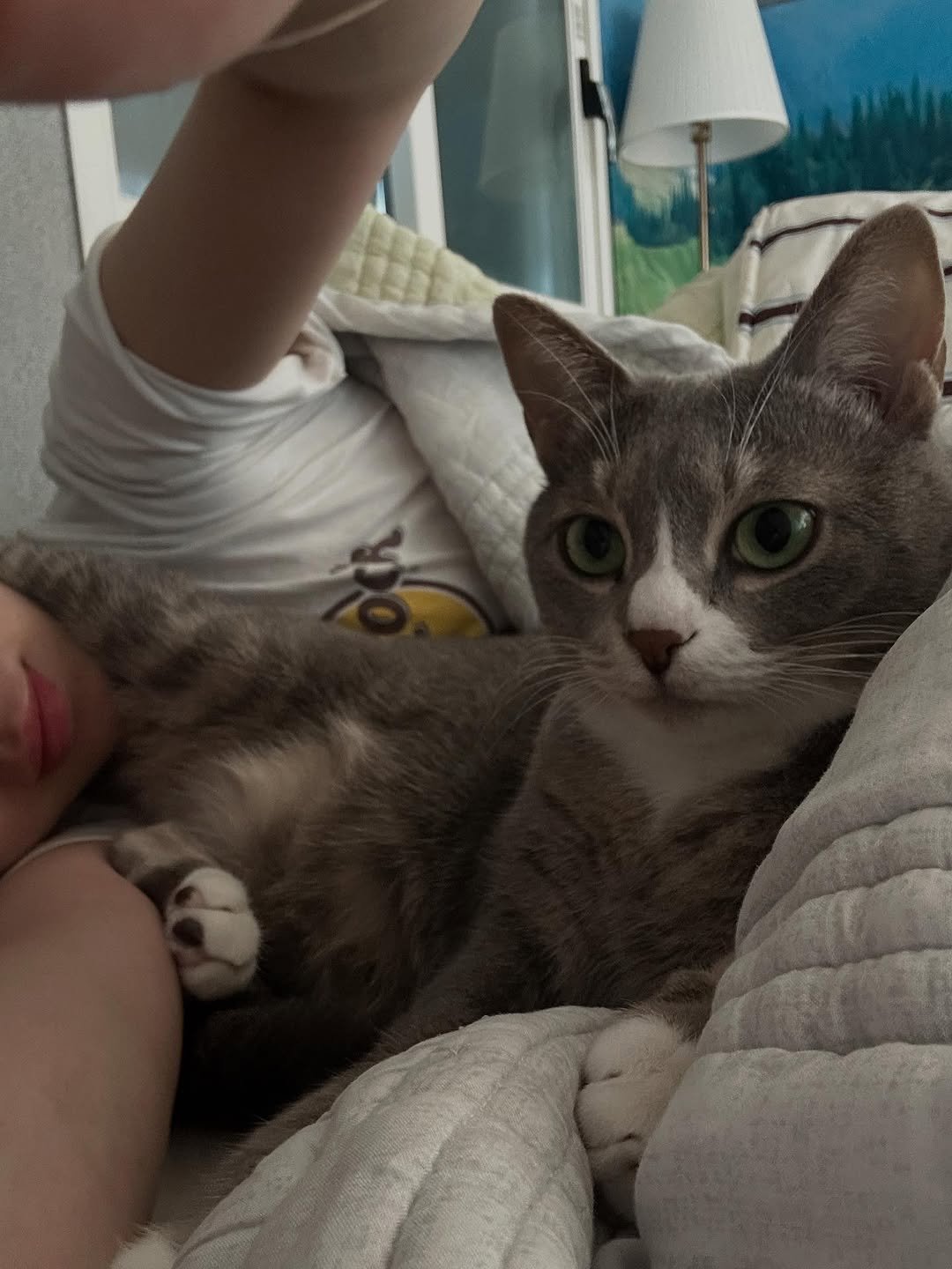 Photo by 이불왕자 조먼지 on November 17, 2025. May be an image of kitten, Abyssinian cat, tortoiseshell cat and text.