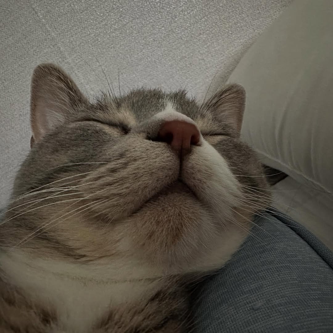 Photo by 이불왕자 조먼지 on August 26, 2025. May be an image of sleeping, kitten and text.