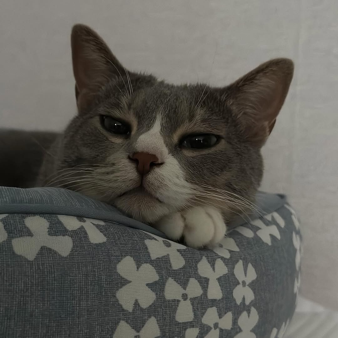 Photo by 이불왕자 조먼지 on August 09, 2025. May be an image of Abyssinian cat, kitten, beanbag chair and text.