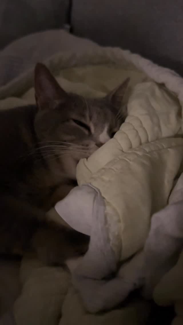 bb_meonji 게시물 이미지: 이불빨래 밀려서 야근한 먼즤과장님🛁