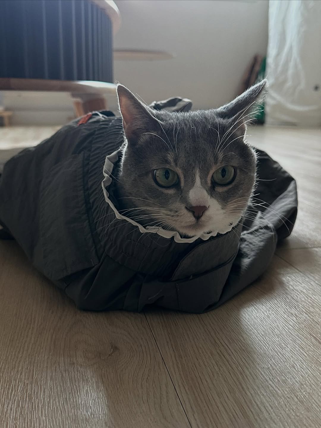 Photo by 이불왕자 조먼지 on October 22, 2025. May be an image of Abyssinian cat, kitten, tortoiseshell cat, parka, fur, raincoat, snowsuit and text.