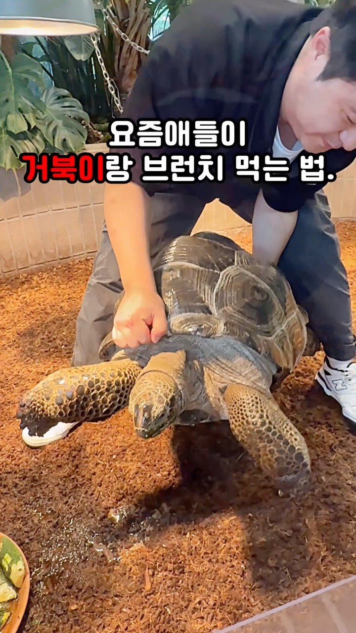 bbo_muksta 게시물 이미지: 국내최초 거북이랑 먹방가능한 곳. 

#슬로우어스 

서울 한복판에서 제대로 힐링...