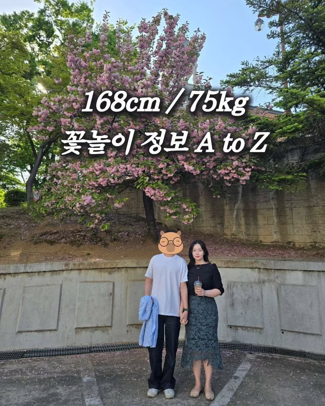 Photo by 뽀이어트 ㅣ 통통 예비신부 다이어트 • 관리 on April 25, 2026. May be an image of baby's-breath and text that says '168cm 168cm/75kg / 75kg 꽃놀이 정보 골놀이정보Atoz A to z Au UOH'.