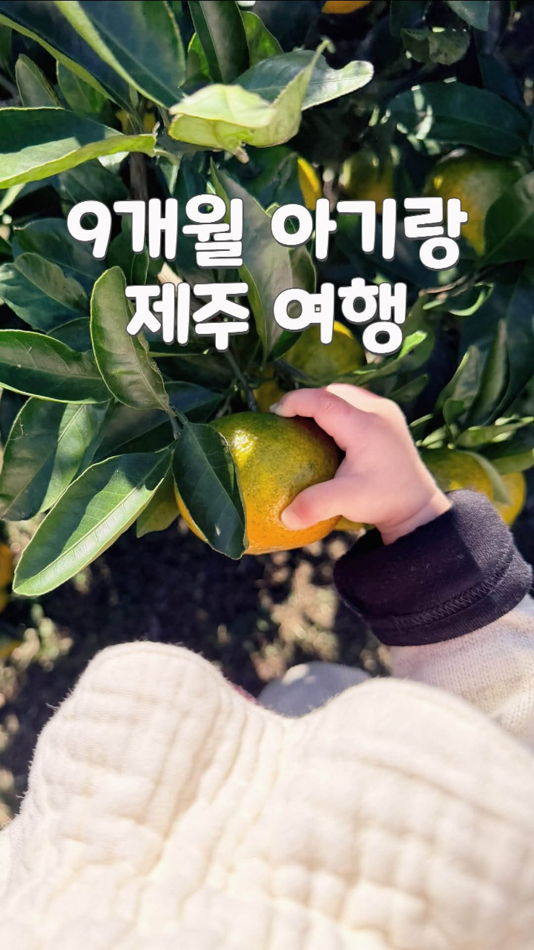 bbomini__v 게시물 이미지: #아기랑제주도 #제주여행

8박9일로 다녀온 뽀의 첫 제주🍊
J임을 포기하고 P가...