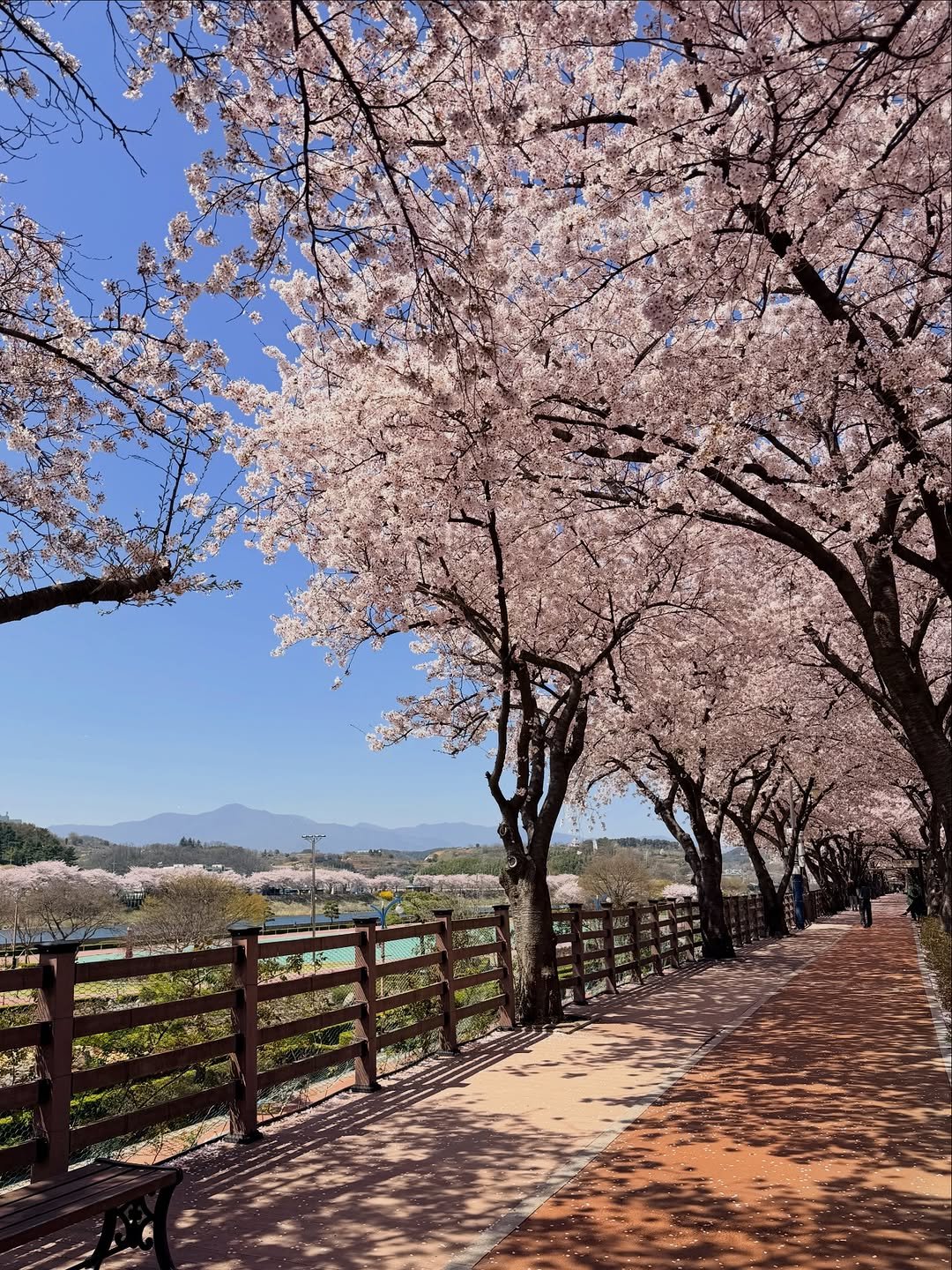 Photo by 💖뽀zip💖 on April 08, 2026. May be an image of stone-fruit tree and text.