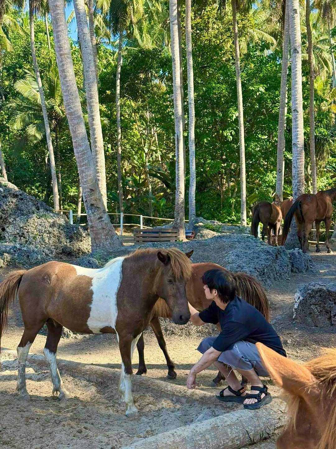 Photo by BRIGHT on August 26, 2025. May be an image of 1 person, horse, pony and text.