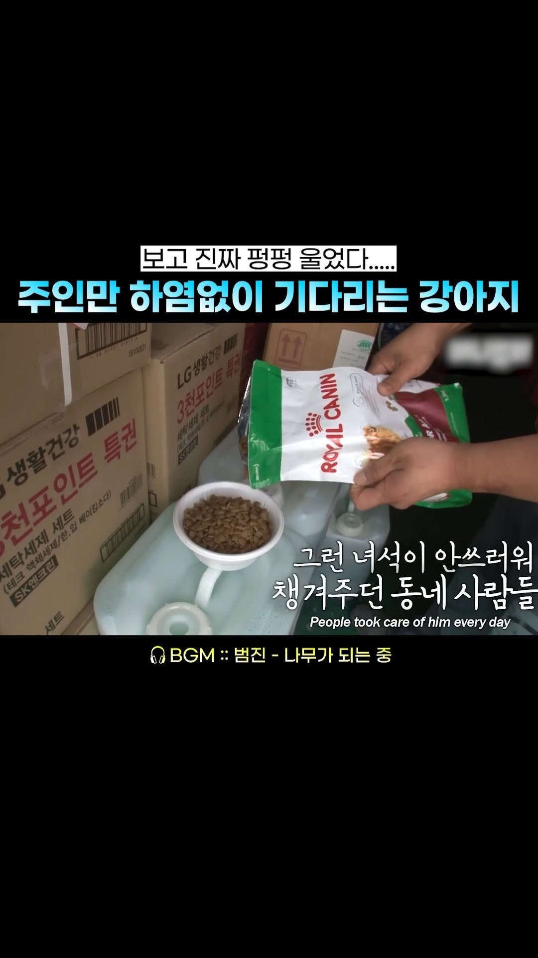 beautifu1_voice 게시물 이미지: 견주를 위한 강아지의 사랑이 바로 찐사랑...
🎧 BGM :: 범진 - 나무가 되는...