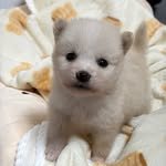 street_chika 프로필 사진