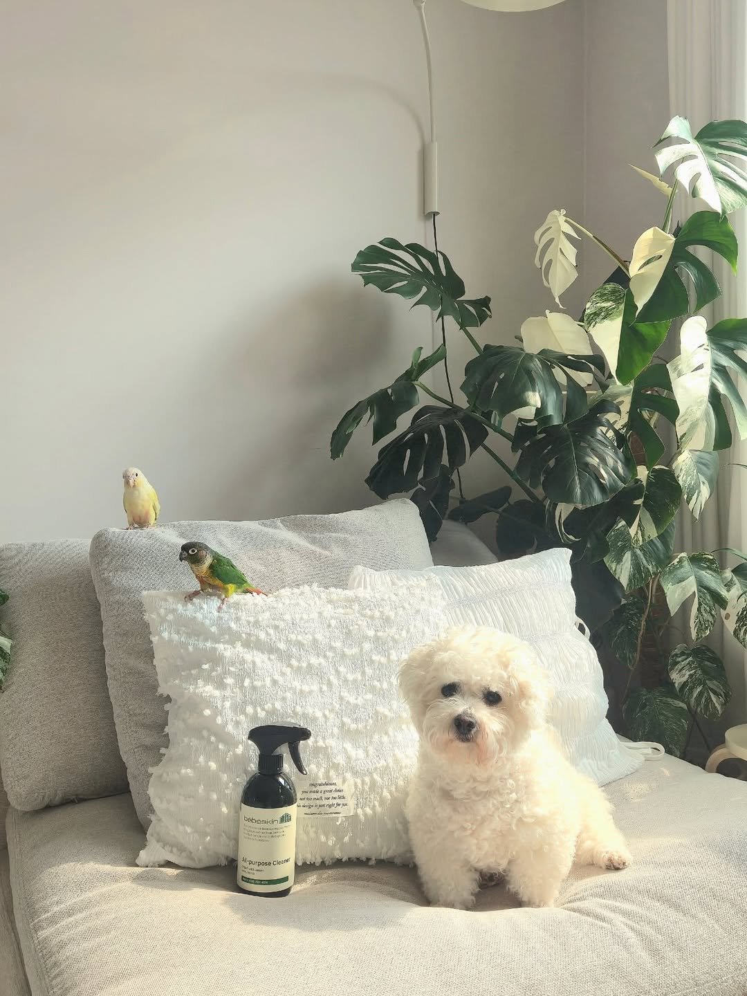 bebeskin_life 게시물 이미지: 솔직히
다이소 2,000원은 못 이깁니다.

그래서 가격 말고
다른 이유로 선택받고...