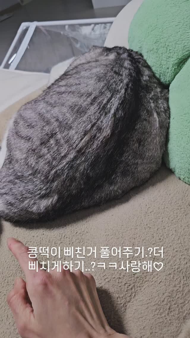 been_ricecake2 게시물 이미지: 집냥이된 2년
자아가 확실해진...