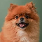dog_ttotto 프로필 사진