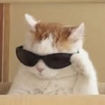 meow_vibes02 프로필 사진
