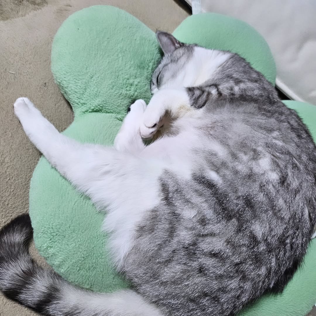 Photo by 콩떡이  ❤️  지우 on March 29, 2026. May be an image of sleeping, ragdoll cat, kitten, beanbag chair and text.