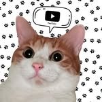 _cat_huni_ 프로필 사진