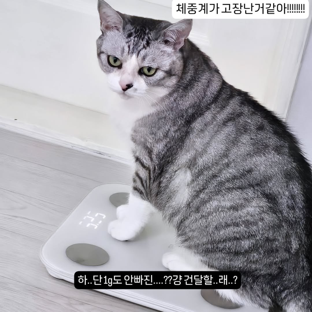 Photo by 콩떡이  ❤️  지우 on June 07, 2025. May be an image of cat, scale and timer.