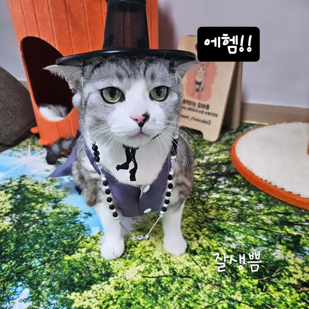 Photo by 콩떡이  ❤️  지우 on February 15, 2026. May be an image of Abyssinian cat, kitten and text.
