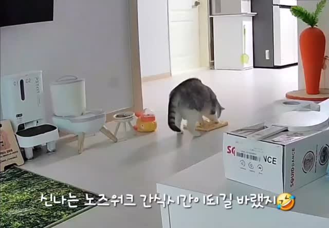 been_ricecake2 게시물 이미지: 누구든
걸리믄
대머리
되는거야!!!!

콩떡이는 참지않지ㅋㅋㅋㅋ

노즈워크로 스트레스푸는법🤣