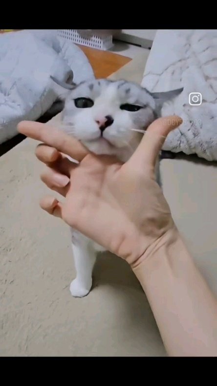 been_ricecake2 게시물 이미지: 갓벽해♡#콩떡이 #개냥이 #스트릿출신 #스트릿냥 #유기묘 #반려묘 #고양이그램...