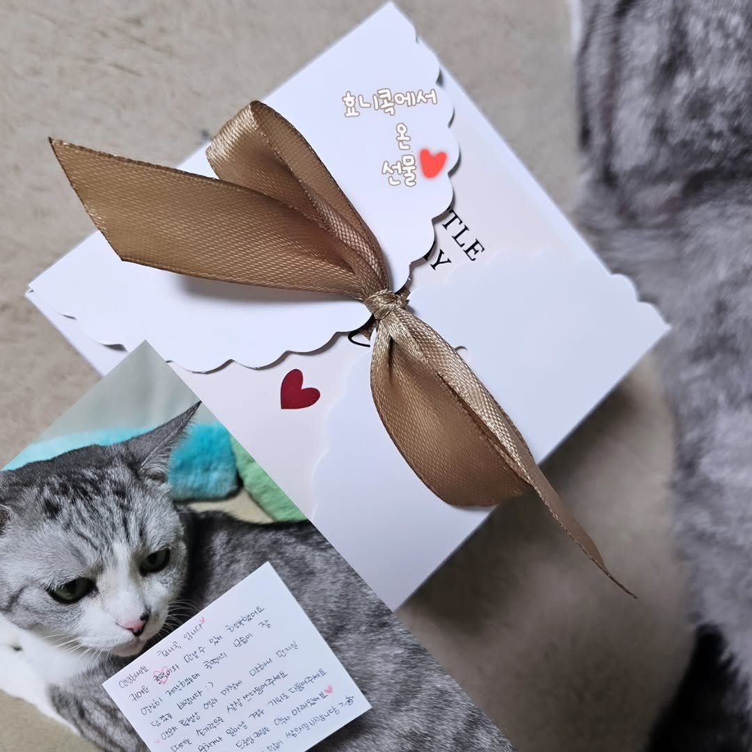 Photo by 콩떡이  ❤️  지우 on December 08, 2025. May be an image of kitten and text.