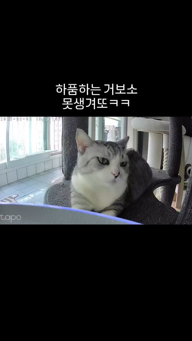 been_ricecake2 게시물 이미지: 콩떡이는 잘지내고있어요ㅎㅎ
힘들게 다욧도하고있지만
빠지지않는...

집사가 매장이...