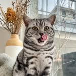 catmurgel 프로필 사진