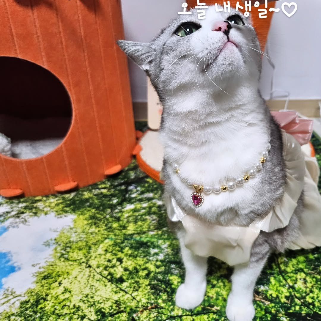 Photo by 콩떡이  ❤️  지우 on March 05, 2026. May be an image of ragdoll cat, Abyssinian cat, kitten and text.
