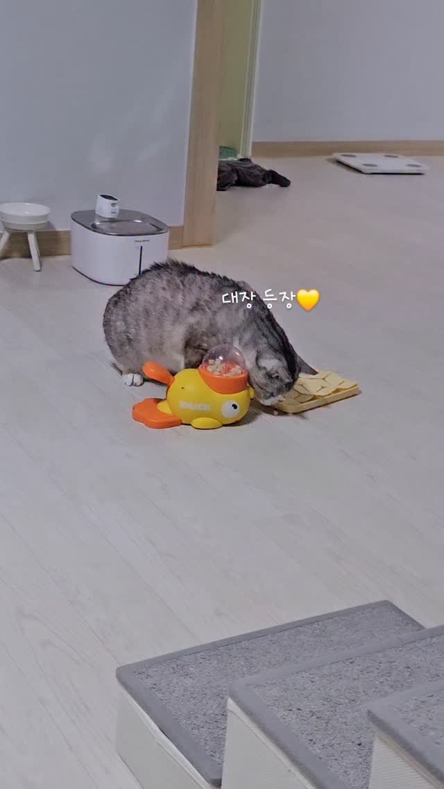 been_ricecake2 게시물 이미지: 아니.. 다욧중인 애기 맞나요..

이게 아주 이제
너무 잘하네!!!!!

압수야...